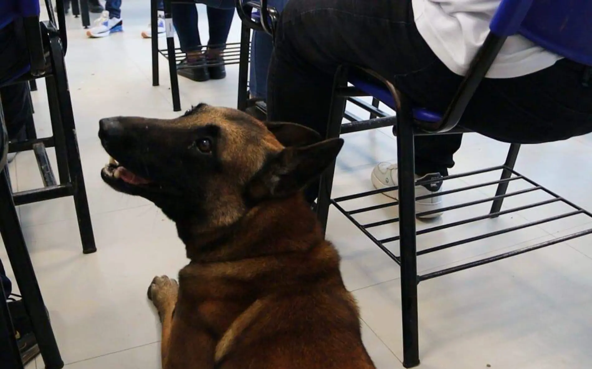 Con binomios caninos buscan droga y armas en escuelas de Tamaulipas SSP (2)